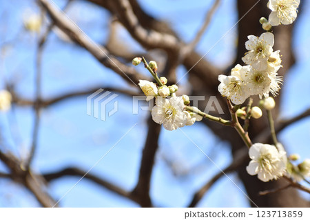 White plum blossoms shining in the blue sky of early spring 123713859