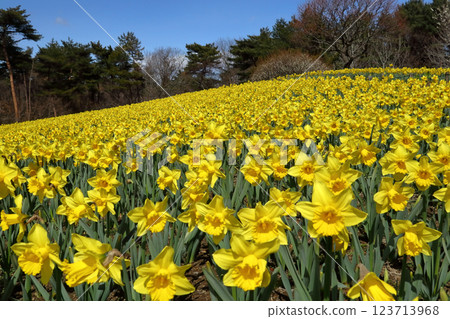 浪漫的茨城（早開的水仙花在初春的陽光下如波浪般湧來。） 日立海濱公園 123713968