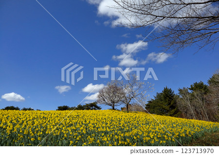 Romantic Ibaraki (Under the early spring sky, early-blooming daffodils shine and white plum blossoms sprout.) Hitachi Seaside Park 123713970