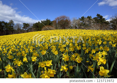 浪漫的茨城（日立海濱公園的陽光和風中，盛開著原產於地中海的水仙花。） 日立海濱公園 123713972