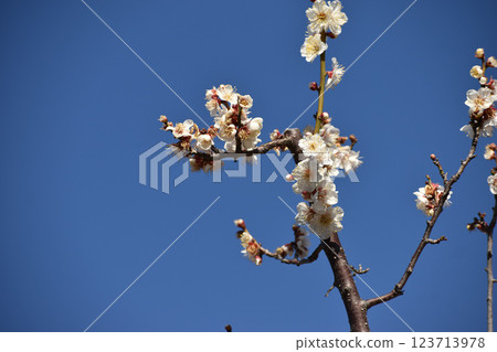 White plum blossoms shining in the blue sky of early spring White plum blossoms shining in the blue sky of early spring 123713978