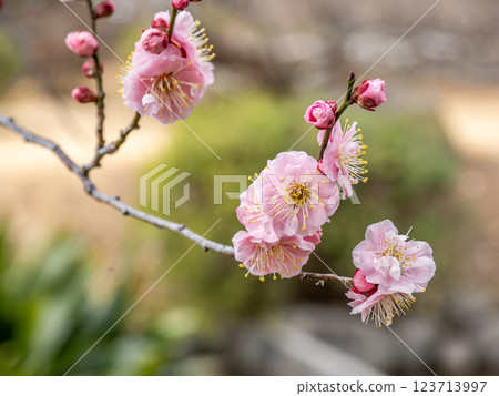 Beautiful red plum blossoms starting to bloom in late winter [Surprising] 123713997