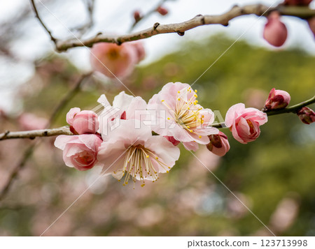 Beautiful red plum blossoms starting to bloom in late winter [Surprising] 123713998
