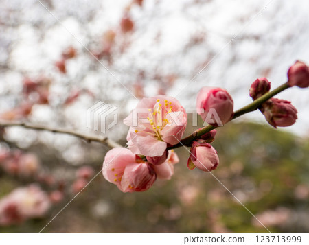 美麗的紅梅花在冬末開始綻放[令人驚訝] 123713999