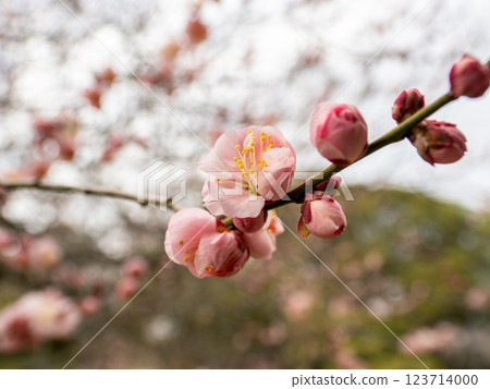 Beautiful red plum blossoms starting to bloom in late winter [Surprising] 123714000
