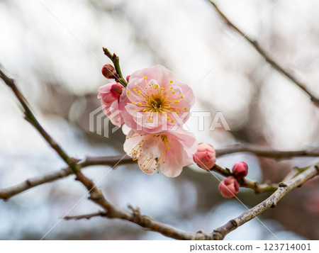 Beautiful red plum blossoms starting to bloom in late winter [Surprising] 123714001