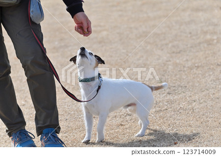 Jack Russell terrier looking at treats in hand Jack Russell terrier looking at treats in hand 123714009