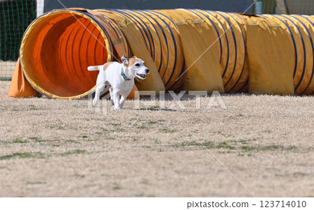 Smiling Jack Russell Terrier running Smiling Jack Russell Terrier running 123714010