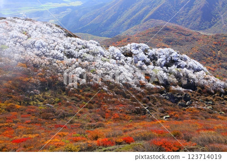 秋葉和霜(大船山/九重山脈) 秋葉和霜(大船山/九重山脈) 123714019