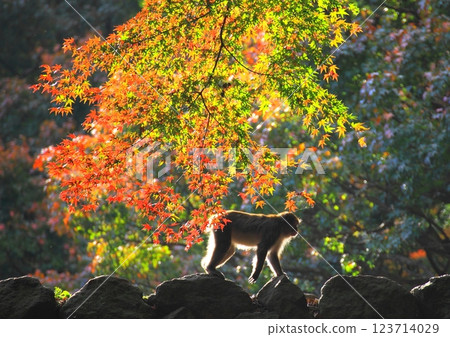 Autumn leaves and monkeys (Takasakiyama Nature Park, Oita City) 123714029