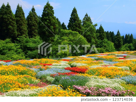 春季花田（竹田市九重町九重花公園） 123714036
