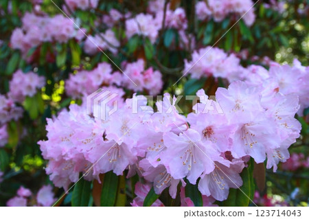 Rhododendron (Jinkakuji Temple/Bungo-Ono City) Rhododendron (Jinkakuji Temple/Bungo-Ono City) 123714043