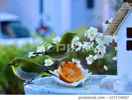 A pair of white-eyes peck at tangerines at a bird feeder while admiring the plum blossoms. 123714087