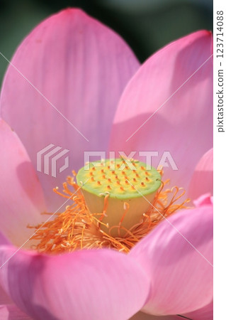 Cluster of lotus, Karasuma peninsula [Kusatsu City, Shiga Prefecture] 123714088