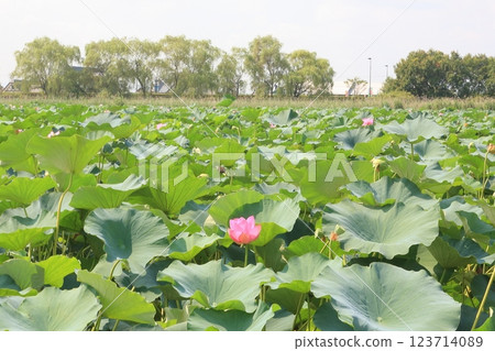 Cluster of lotus, Karasuma peninsula [Kusatsu City, Shiga Prefecture] 123714089