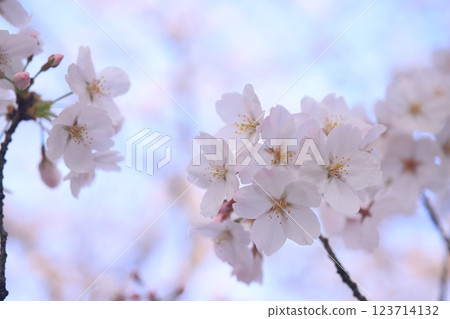 Sakura 9688 123714132