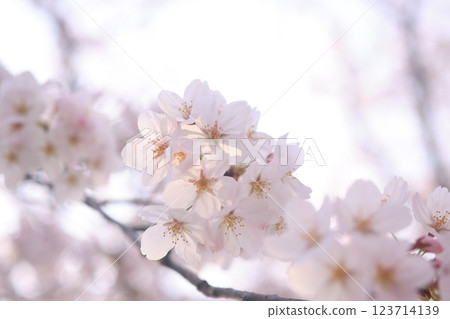 Sakura 9700 Sakura 9700 123714139