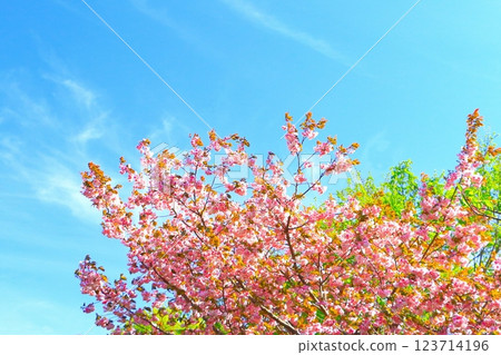 清爽的藍天和盛開的美麗八重櫻 123714196