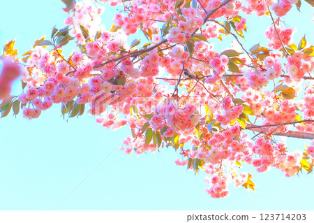湛藍的天空下盛開著美麗的重瓣櫻花 123714203