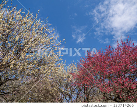 Blue sky in early spring and plum blossoms in plum garden [Akebonoyama Agricultural Park, Kashiwa City, Chiba Prefecture] 123714266
