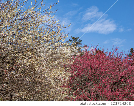 早春的藍天和梅園的梅花【千葉縣柏市曙山農業公園】 123714268