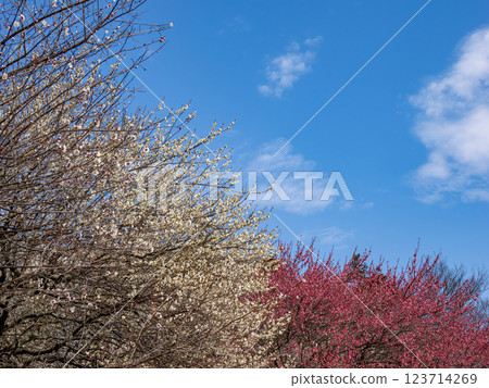 早春的藍天和梅園的梅花【千葉縣柏市曙山農業公園】 123714269