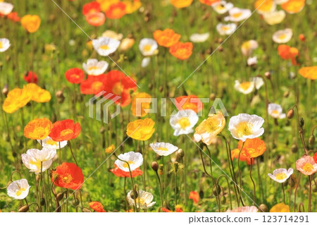 冰島罌粟1417 123714291