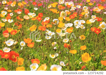 冰島罌粟1418 123714292