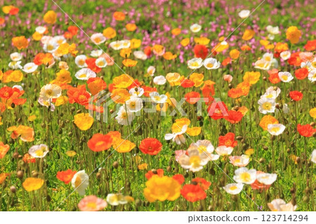 冰島罌粟 1420 123714294