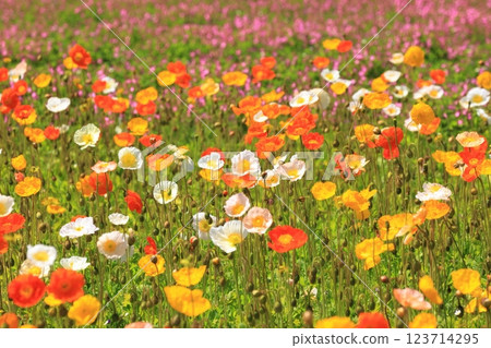 冰島罌粟1422 123714295