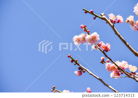 Pink plum blossoms shining against the blue sky of early spring Pink plum blossoms shining against the blue sky of early spring 123714315