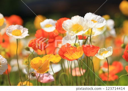 Iceland Poppy 1355 123714414