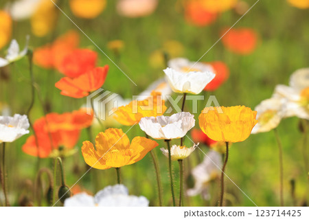 Iceland Poppy 1372 123714425