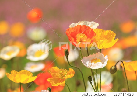 Iceland Poppy 1373 Iceland Poppy 1373 123714426