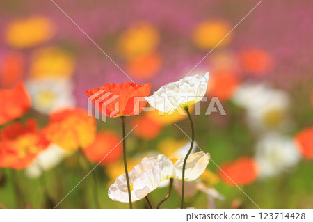 Iceland Poppy 1376 123714428