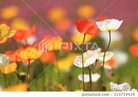 Iceland Poppy 1378 123714429