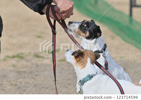 Owner walking with two dogs, Jack Russell Terrier 123714599