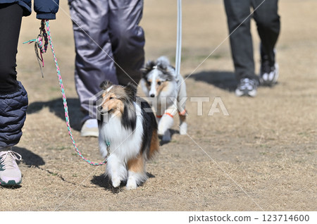 Two shelties walking happily 123714600