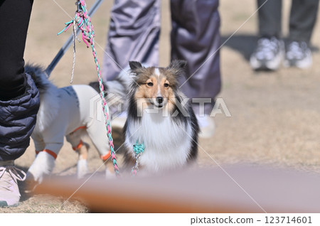 Two shelties walking happily 123714601