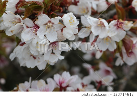 千島櫻花盛開 123714612