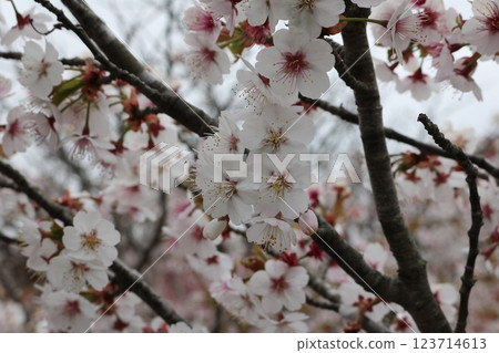 千島櫻花盛開 123714613