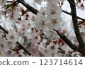 Chishima sakura in full bloom 123714614