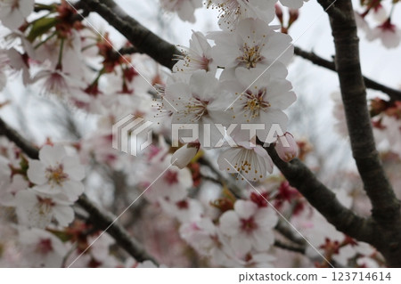 千島櫻花盛開 123714614