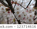 Chishima sakura in full bloom 123714616