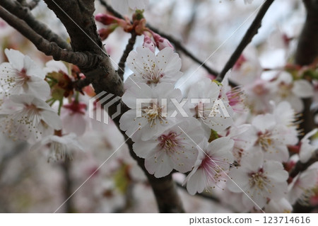 Chishima sakura in full bloom 123714616