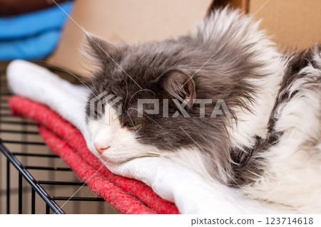 A gray and white cat lays on a red and white towel in a cage A gray and white cat lays on a red and white towel in a cage 123714618