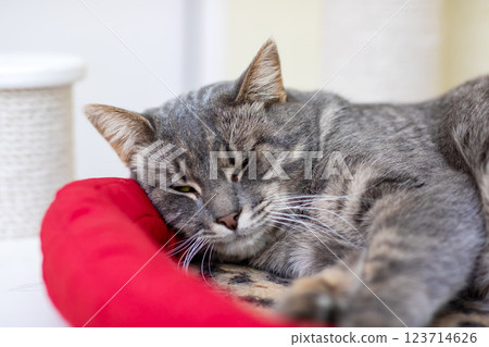 A fluffy cat is sleeping on a cozy red pillow by a coffee 123714626