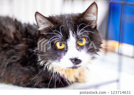 A black and white cat with striking yellow eyes is relaxing in a cage A black and white cat with striking yellow eyes is relaxing in a cage 123714631