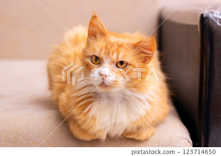A fluffy orange and white cat is comfortably laying on a couch 123714650