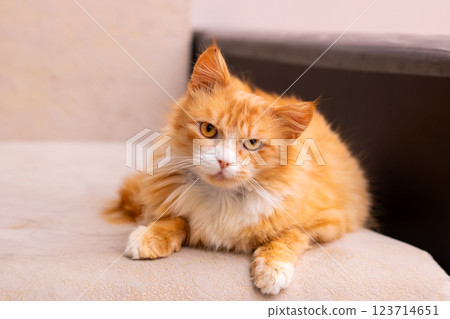 A fluffy orange and white cat is comfortably laying on a couch 123714651